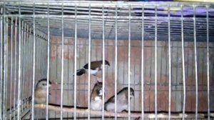 Амадины зебровые.Всё просто-условия разведения и питание