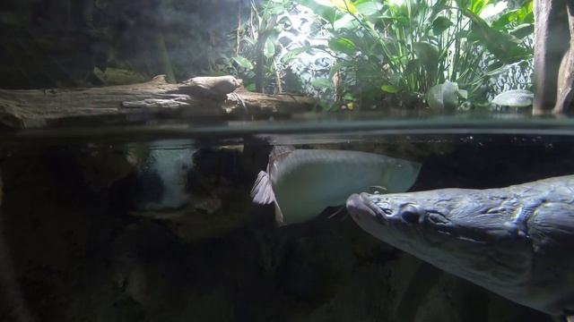 Санкт-Петербург. Океанариум. смотреть онлайн