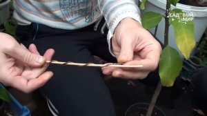 Как формировать комнатный лимон и другие цитрусовые