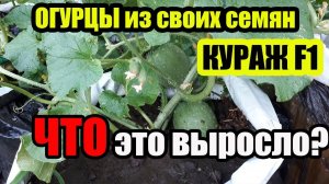 Что это растет из своих семян огурцов, собранных с гибрида Кураж F1