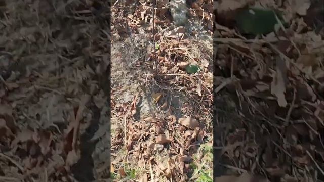 Делаю ловушки смотреть онлайн