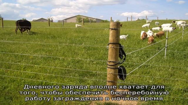 Электронный пастух для овец смотреть онлайн