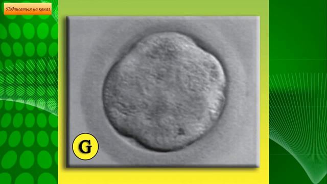 Утворення бластули смотреть онлайн