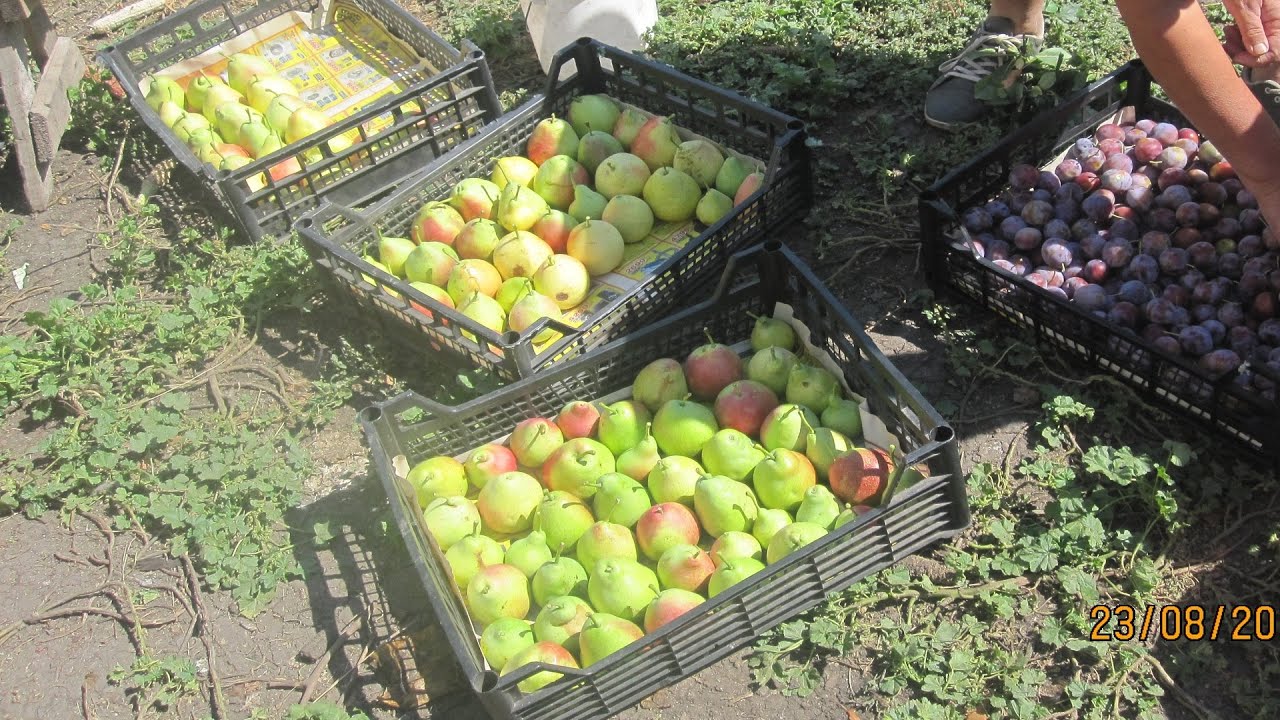 Приспособление для сбора  яблок, груш и других фруктов с высокого дерева.