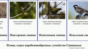 Птица, отряд воробьинообразные, семейство Синицевые синица гаичка bird tit Пепельная Серая синицы