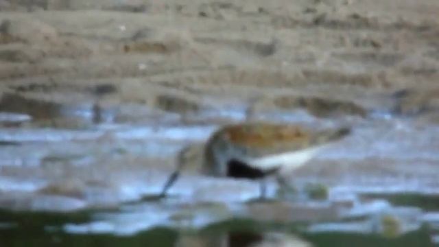 Чернозобик и галстучник / Calidris alpina - Charadrius hiaticula смотреть онлайн