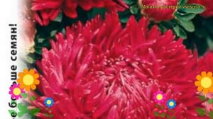 Астра китайская Сердце Франции. Краткий обзор, описание характеристик callistephus chinensis