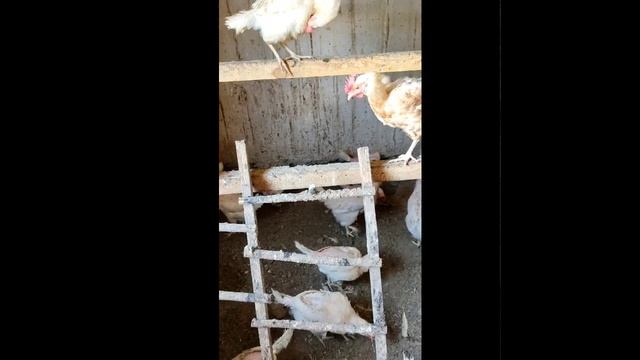 Что делать, чтоб курица ? не садилась на яйца.