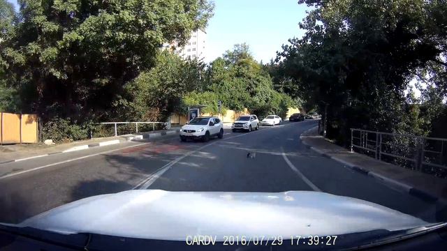 Кошка с котятами переходит дорогу смотреть онлайн