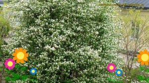 Ирга колосистая. Краткий обзор, описание характеристик, где купить саженцы amelanchier spicata