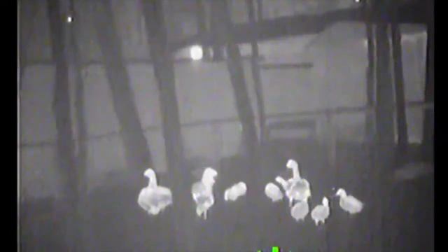 FLIR SCOUT PS24 человек 5 300 метров смотреть онлайн