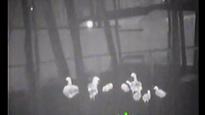 FLIR SCOUT PS24 человек 5 300 метров