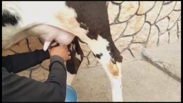 Говҳои Гусоладори Ёши Арзон +992 90 427 6161 Фурӯши 8 ноября 2023 г. смотреть онлайн