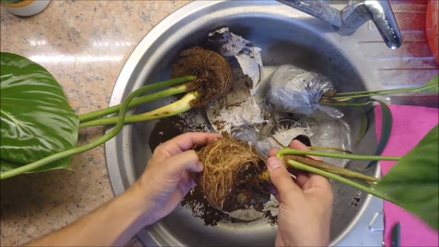 unboxing, ecuagenera, philodendron furcatum, philodendron pastazanum, anthurium microphyllum смотреть онлайн