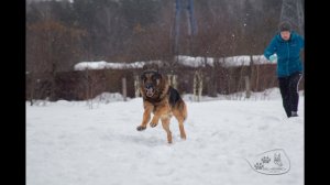 19 02 2022 г  Моя собака / Горохова Светлана и Ося