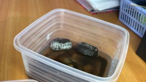 Как сеять в ТОРФЯНЫЕ таблетки правильно. Гарантия отличных всходов и крепкой рассады