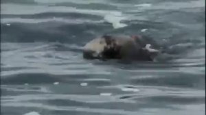 11 1988 Таити   Огненные воды - Подводная одиссея команды Кусто