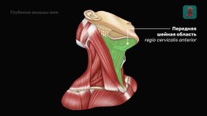 Глубокие мышцы шеи