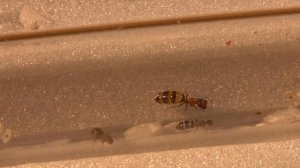 Colobopsis truncata | #2