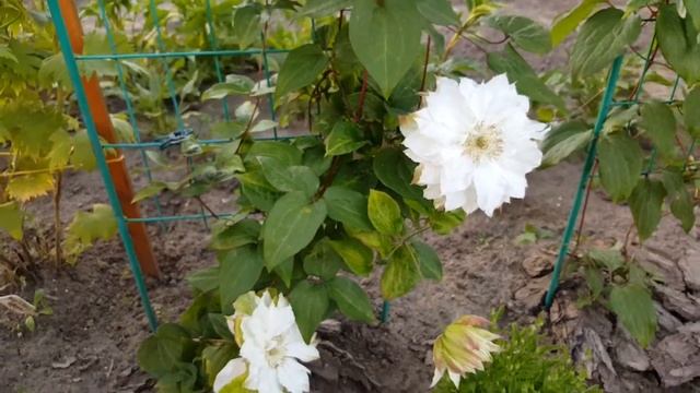 Клематис Сен Но Кейз. Clematis Sen-no-Kase . Японские сорта клематисов . смотреть онлайн