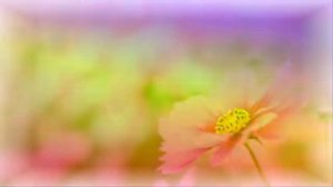 Мама Автор и исполнитель Тамара  Персаева Автор видео Нина Рудакова.mp4