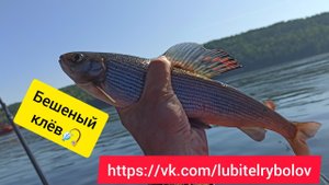 КЛЮЁТ НА КАЖДОМ ЗАБРОСЕ! Отличная рыбалка на Енисее. Ловим крупного хариуса