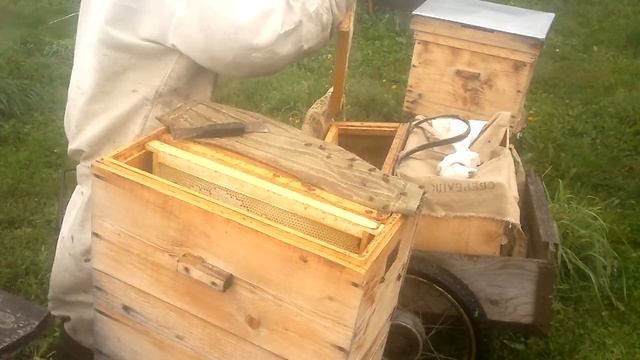 Что там у роя во втором корпусе 6 ти рамочника. смотреть онлайн