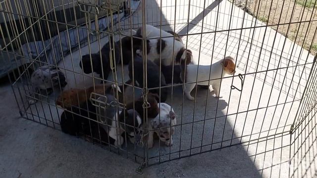 питомник чихуахуа Кастропуло Крым #влог #каждыйдень #продажа щенков +79787458062 viber WhatsApp смотреть онлайн