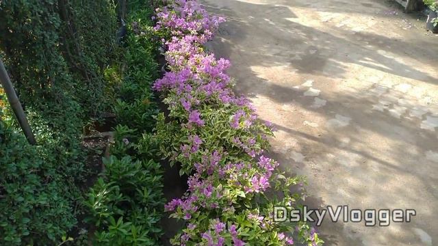 Bougainvillea Multi Mix Colour With Pots কাগজ ফুল @dimorianskyvlogger смотреть онлайн
