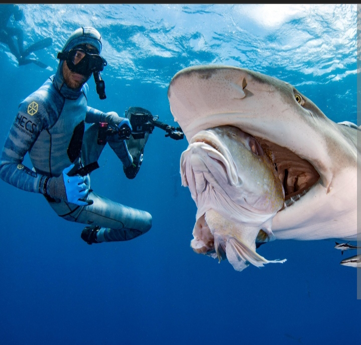 Дружит с акулой. Рыбак арнольд поинтер и акула. Дружит с акулой. Дружит с акулой. Акула подружилась с человеком.