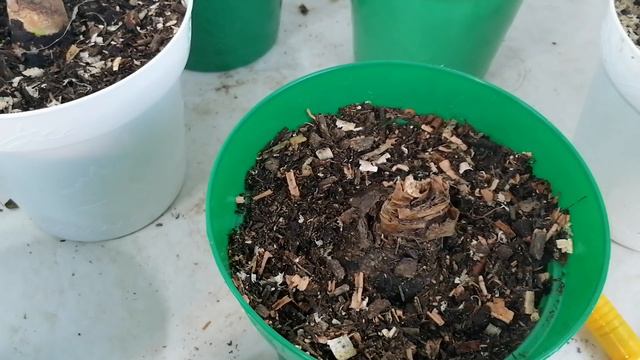 hippeastrum como engordar los bulbos de amarillis amaryllis CHUYITO JARDINERO смотреть онлайн