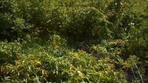 Вот такая у меня КАРТОШКА! ЯМОЧНЫЙ способ посадки порадовал!