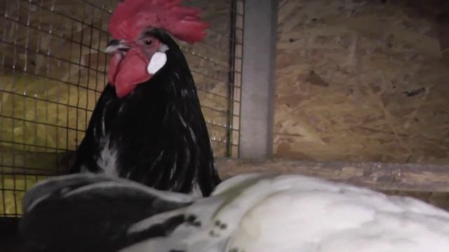 Куры породы Лакенфельдер смотреть онлайн