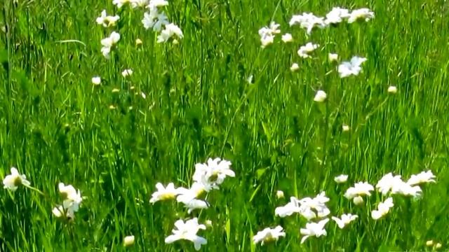 На лугу пасутся ко... смотреть онлайн