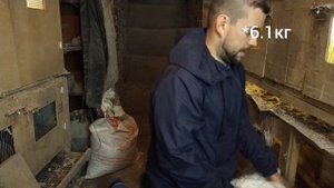 Вес индюков Белая широкогрудая в 5 месяцев