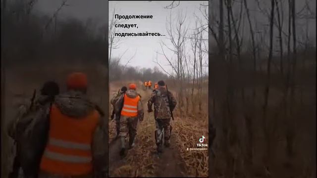 Загонная охота на лося в Псковской области