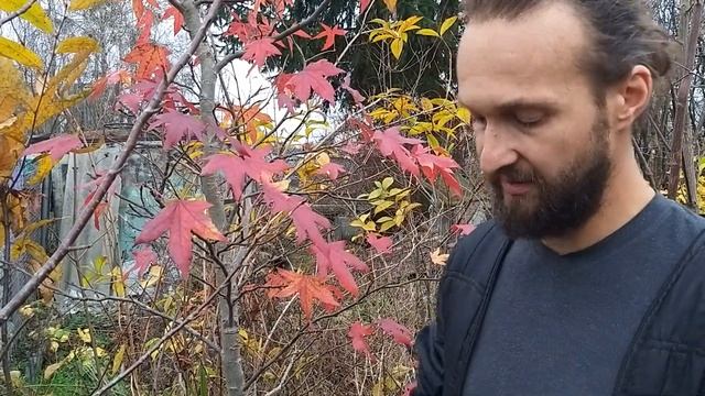 Ликвидамбр смолоносный в Беларуси - один из десятка самых яркоокрашивающихся деревьев