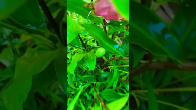 #nature #hawaii #flower #awapuhi#ginger#shampoo