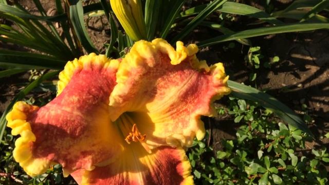 Лилейник FLAMBOYANT DIVA смотреть онлайн