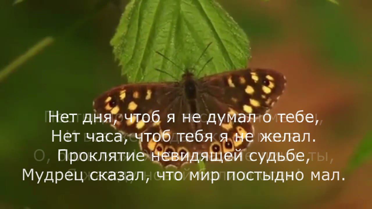 Константин Бальмонт - Нет дня, чтоб я не думал о тебе смотреть онлайн