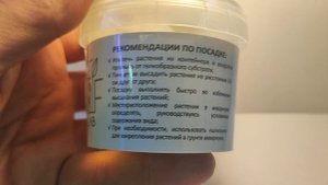 Живое аквариумное растение Хемиантус Куба меристемное