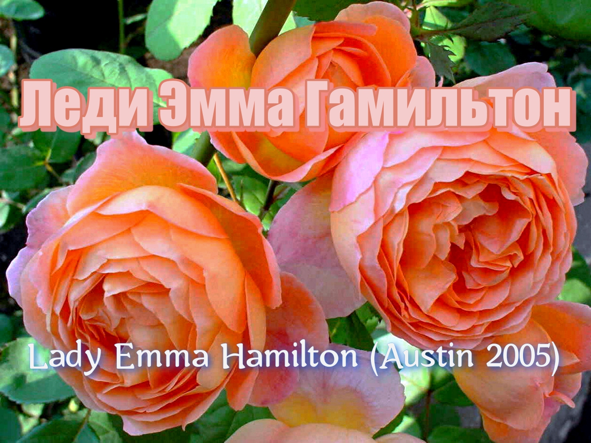 Роза Леди Эмма Гамильтон (Английская) - Lady Emma Hamilton (Austin 2005)