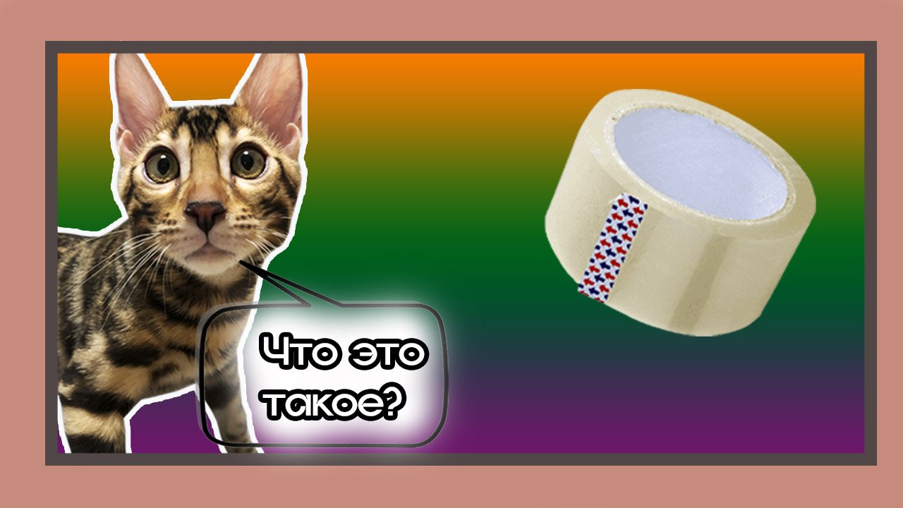 Кот и скотч