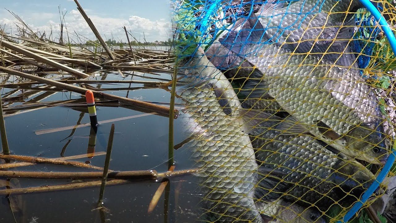 ЭТИ ПОРОСЯТА СВЕЛИ СУМА|ХИТРАЯ НАСАДКА НАЖИВКИ НА КАРАСЯ|ЛОВЛЯ КАРАСЯ В КАМЫШЕ 2020 смотреть онлайн