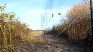 ловля певчих птиц  7 октября 2019 г.