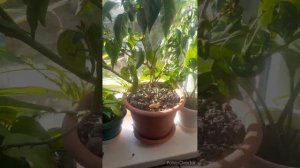 поездка на гору//тренировки//что готовили?//котики//(9 месяцев назад)