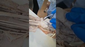 Топография Предплечья, кисть