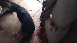 Моя немецкая овчарка.Щенок немецкой овчарки. Собака в доме. Адаптация.Приучаем к новому месту.