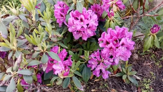 Обзор цветников №5/19. Шикарное цветение азалий и рододендронов смотреть онлайн