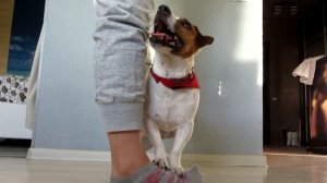 Джек Рассел Терьер Ирж - прикольные трюки/ Dog tricks